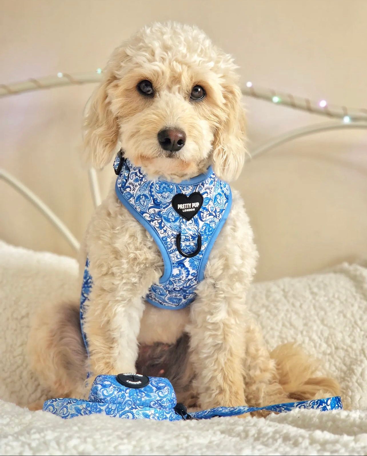 Blue Dog Lead | Regal Paisley