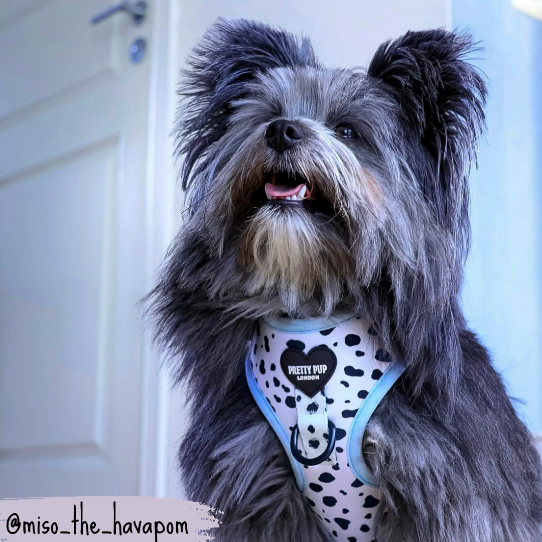 havapom wearing dalmatian print dog harness