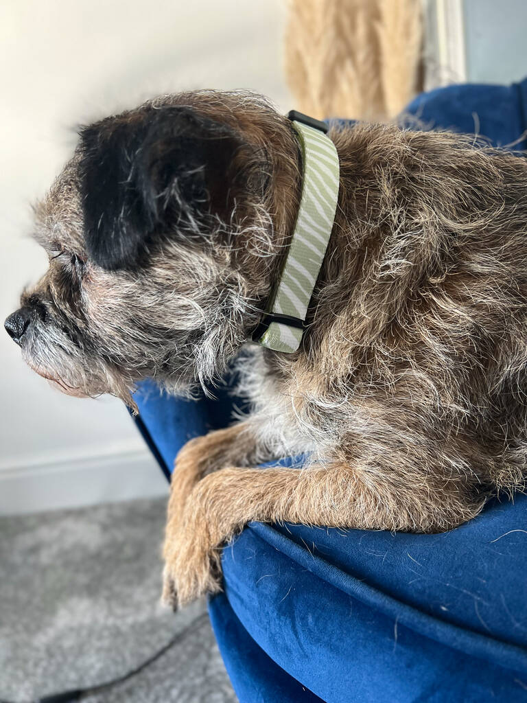green zebra print dog collar being worn by a border terrier dog looking the other way
