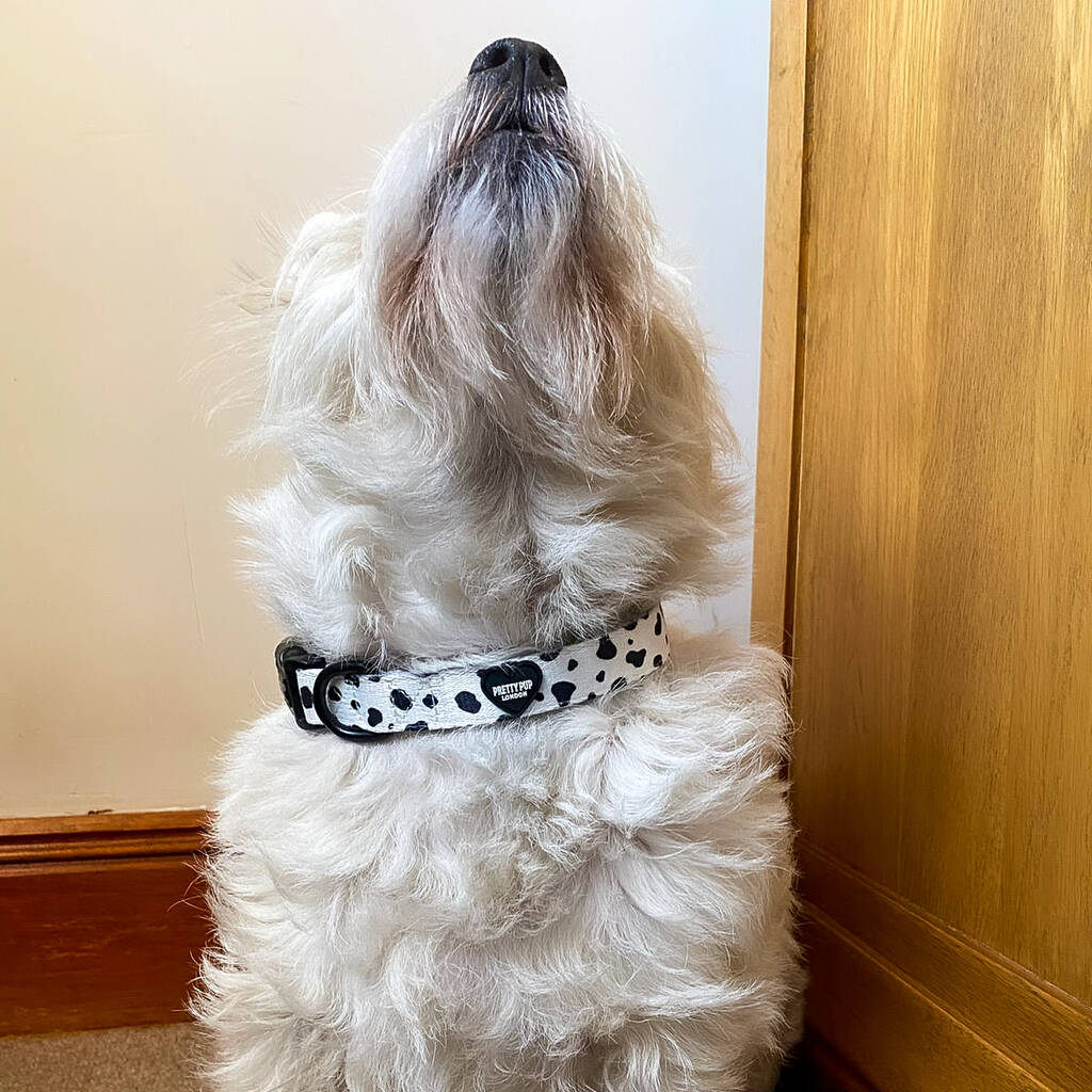 westie dog looking up whilst wearing dalmatian print dog collar