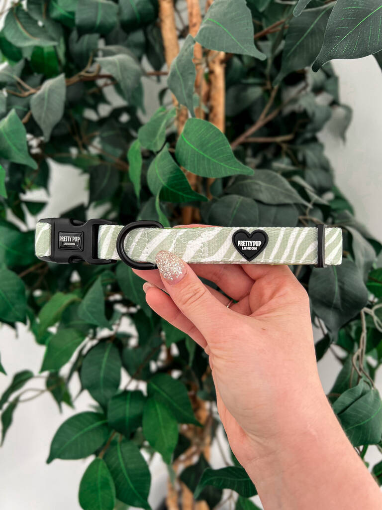 green zebra print dog collar being held up for the camera