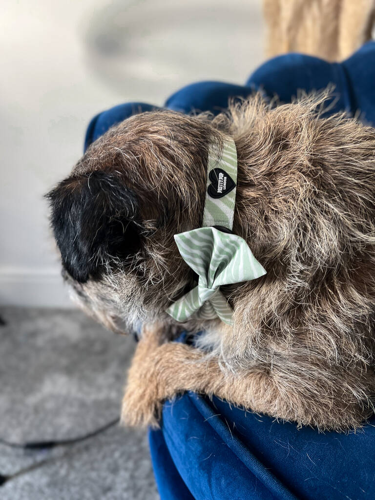 border terrier wearing green zebra print dog collar with matching green zebra dog bow tie