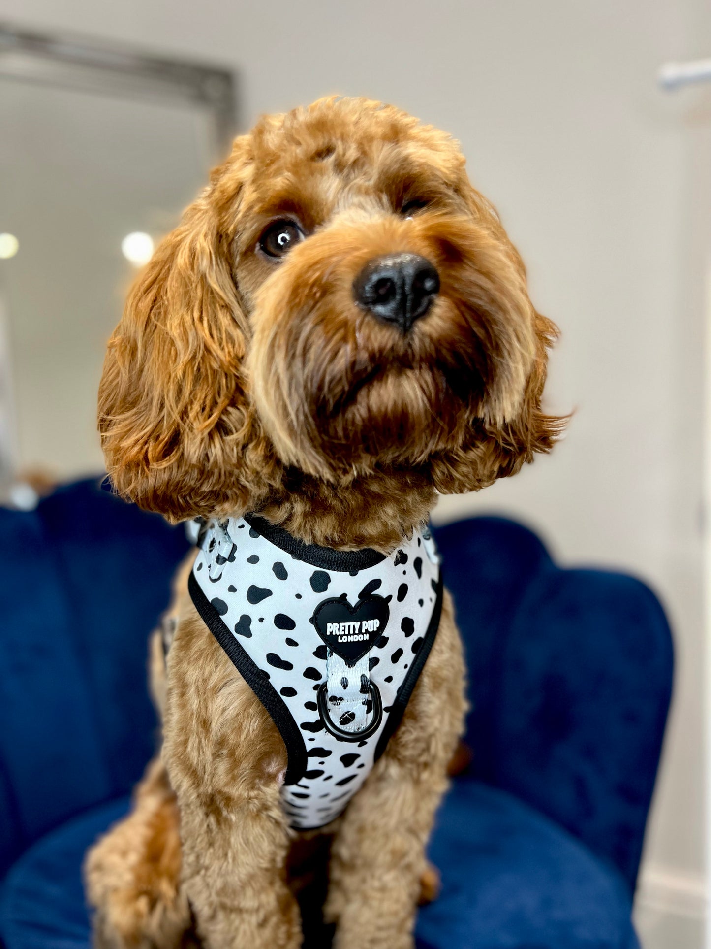 cavapoo dog wearing dalmatian print adjustable dog harness