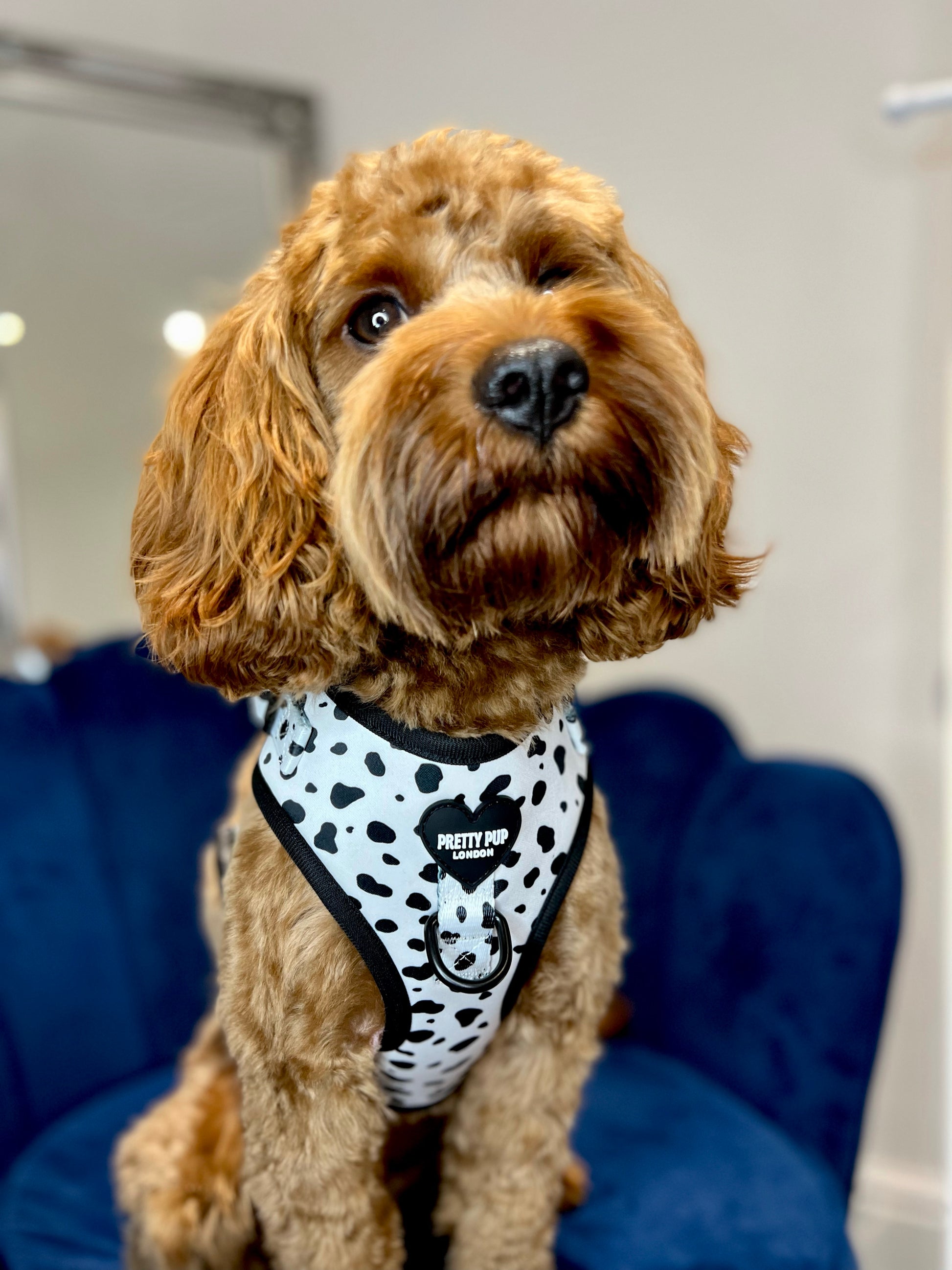 cavapoo dog wearing dalmatian print adjustable dog harness