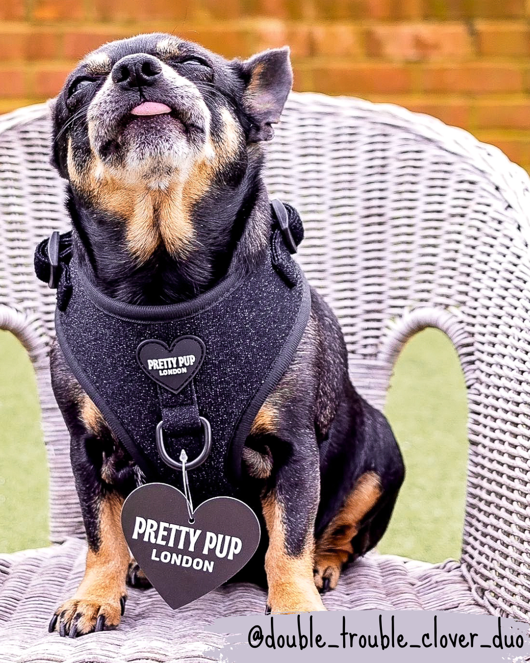 Puppia soft vest harness sales australia