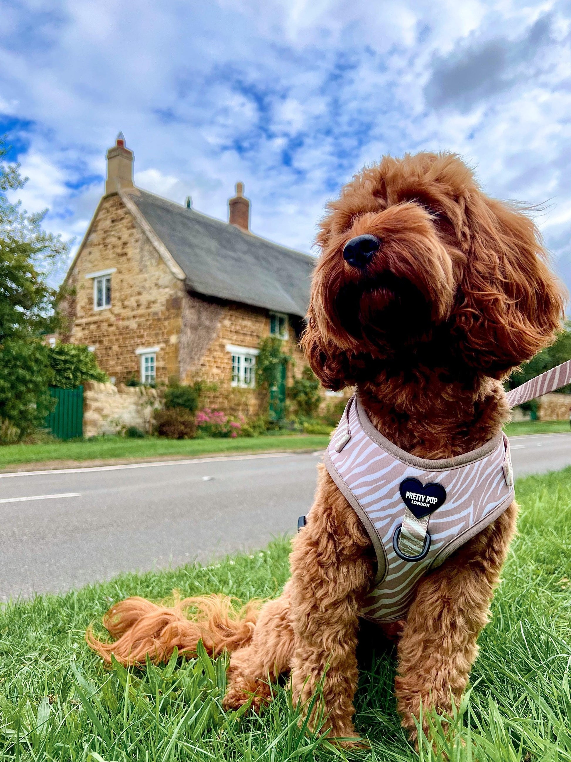 cavapoo dog wearing a zebra print dog harness in a pretty village