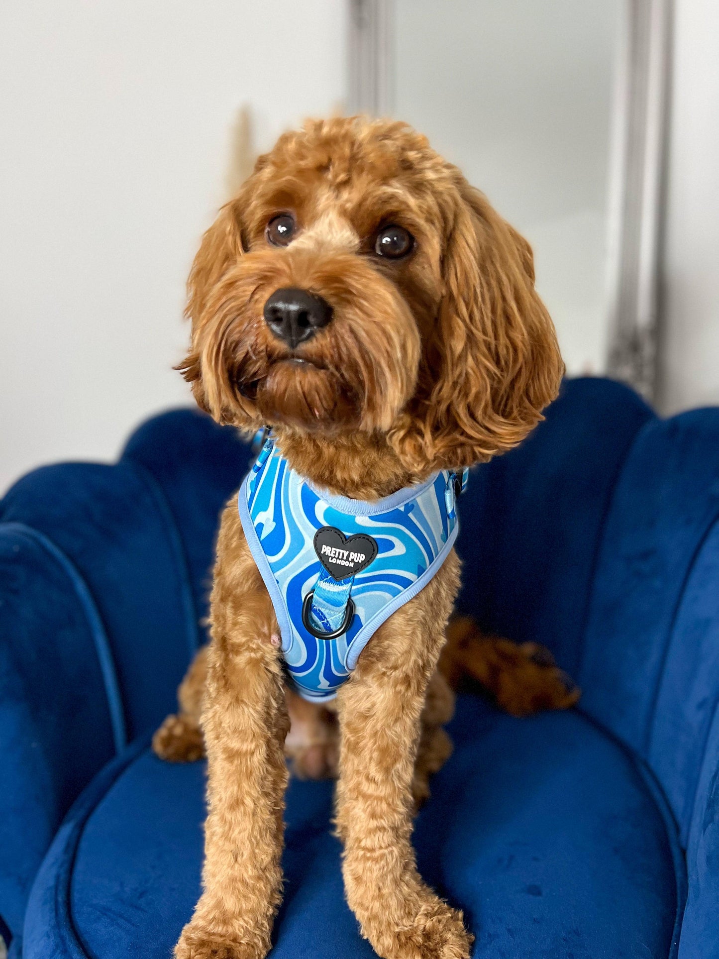 cavapoo wearing a light blue adjustable dog harness