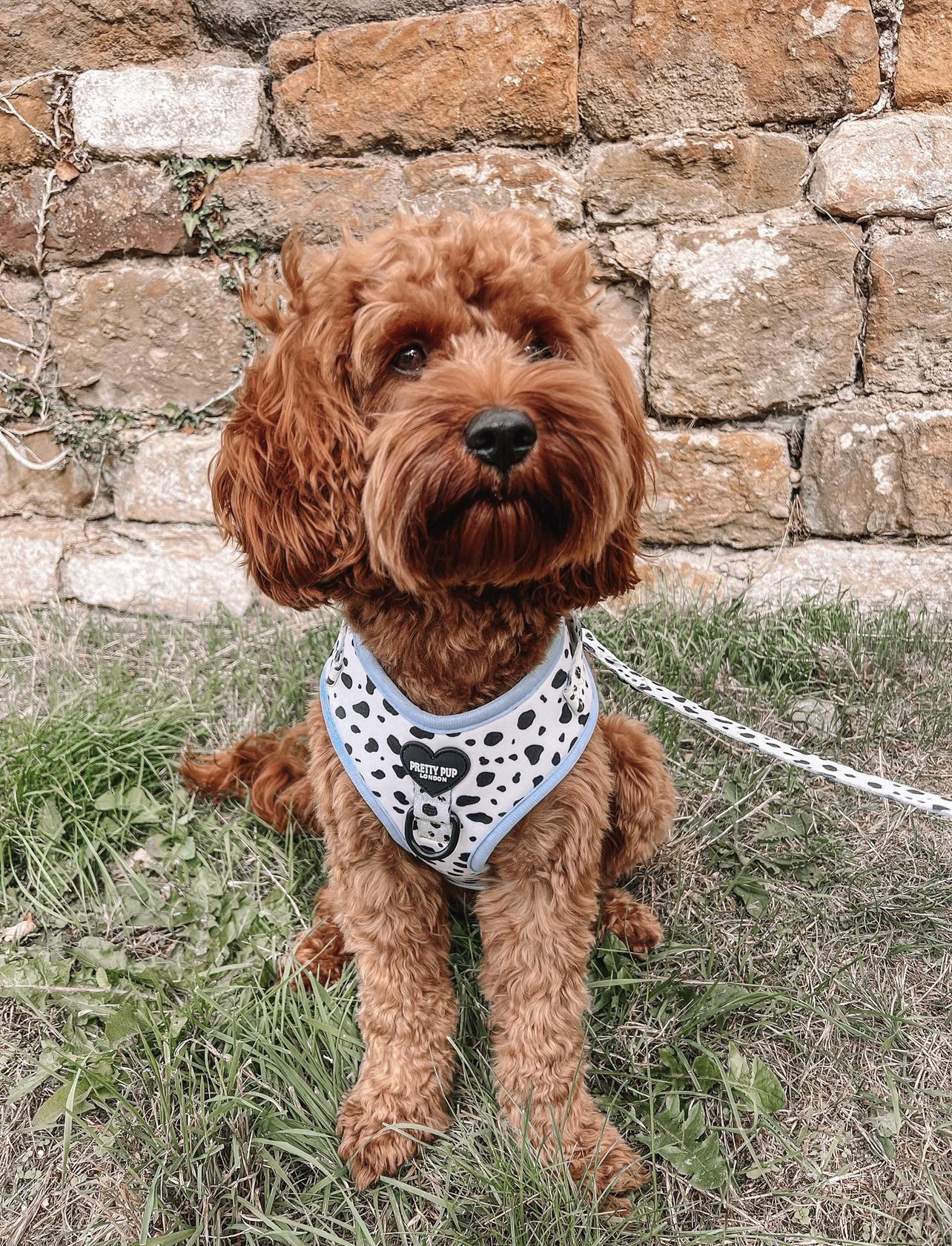 cavapoo dog wearing a dalmatian print adjustable dog harness