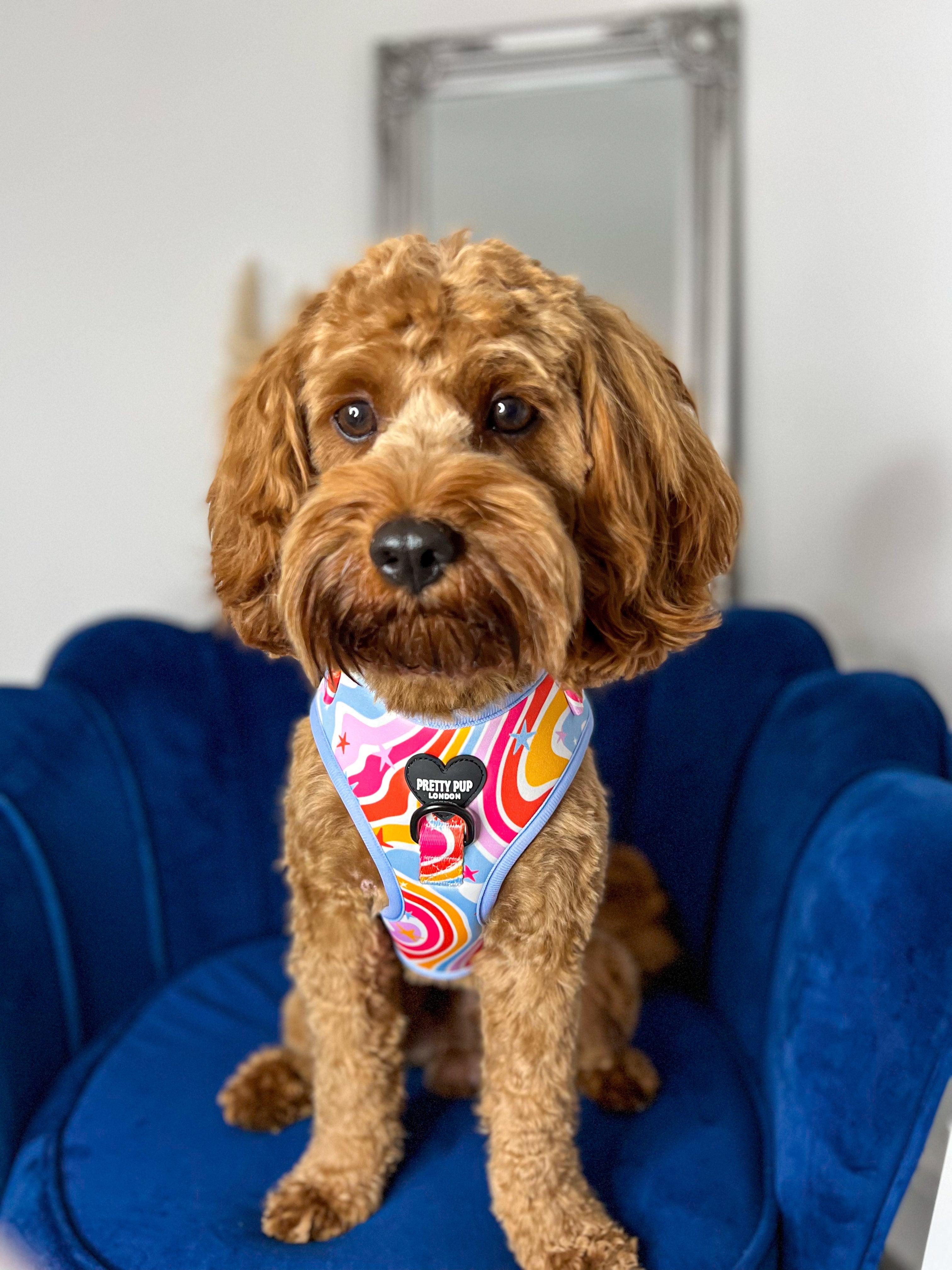 Rainbow dog harness online