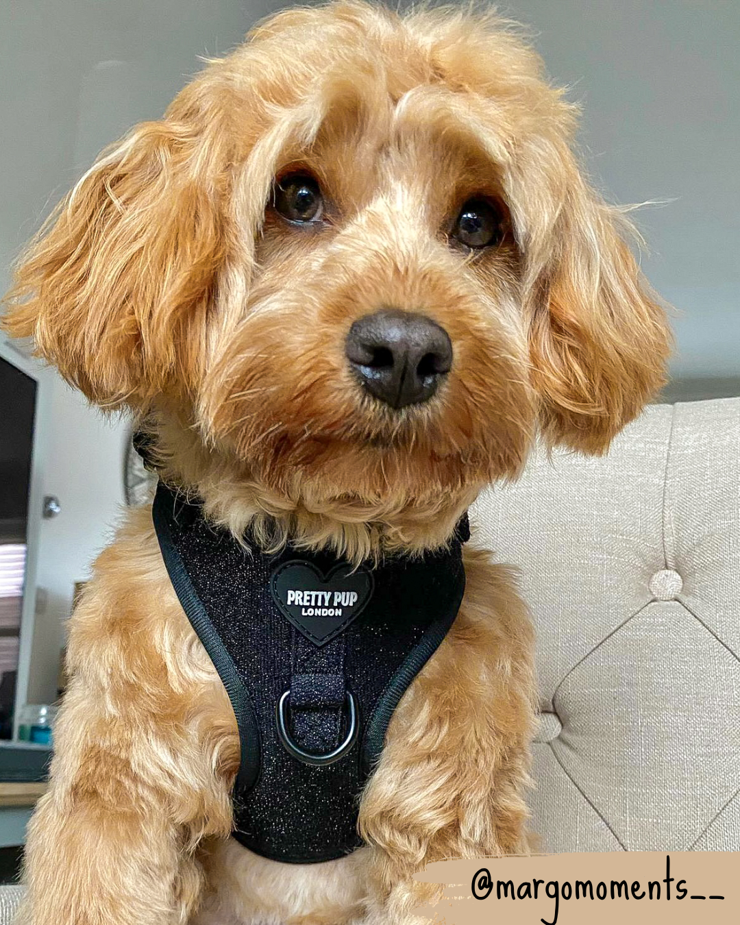 Best harness for clearance cockapoo puppy