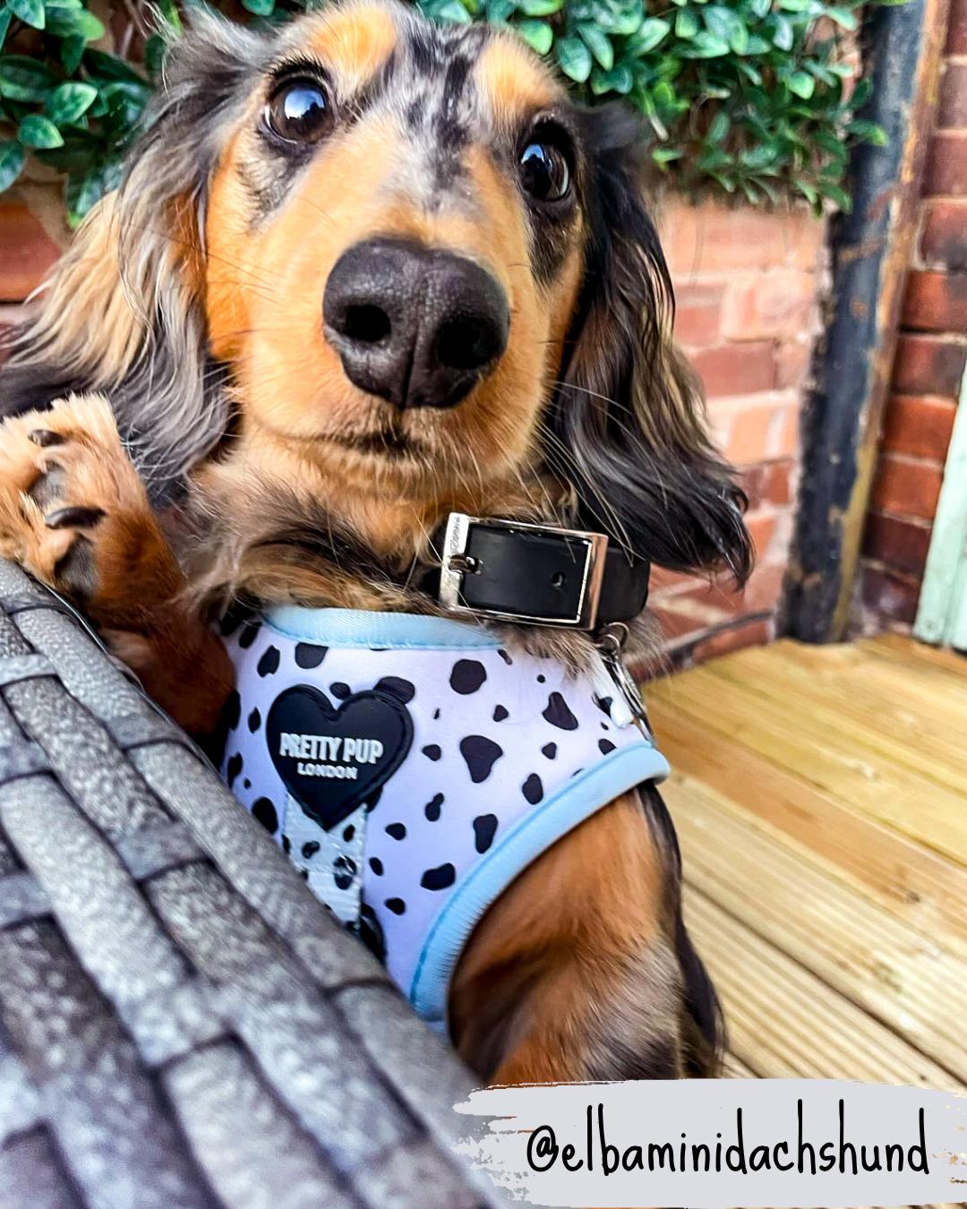 dachshund dog wearing a blue dalmatian print dog harness