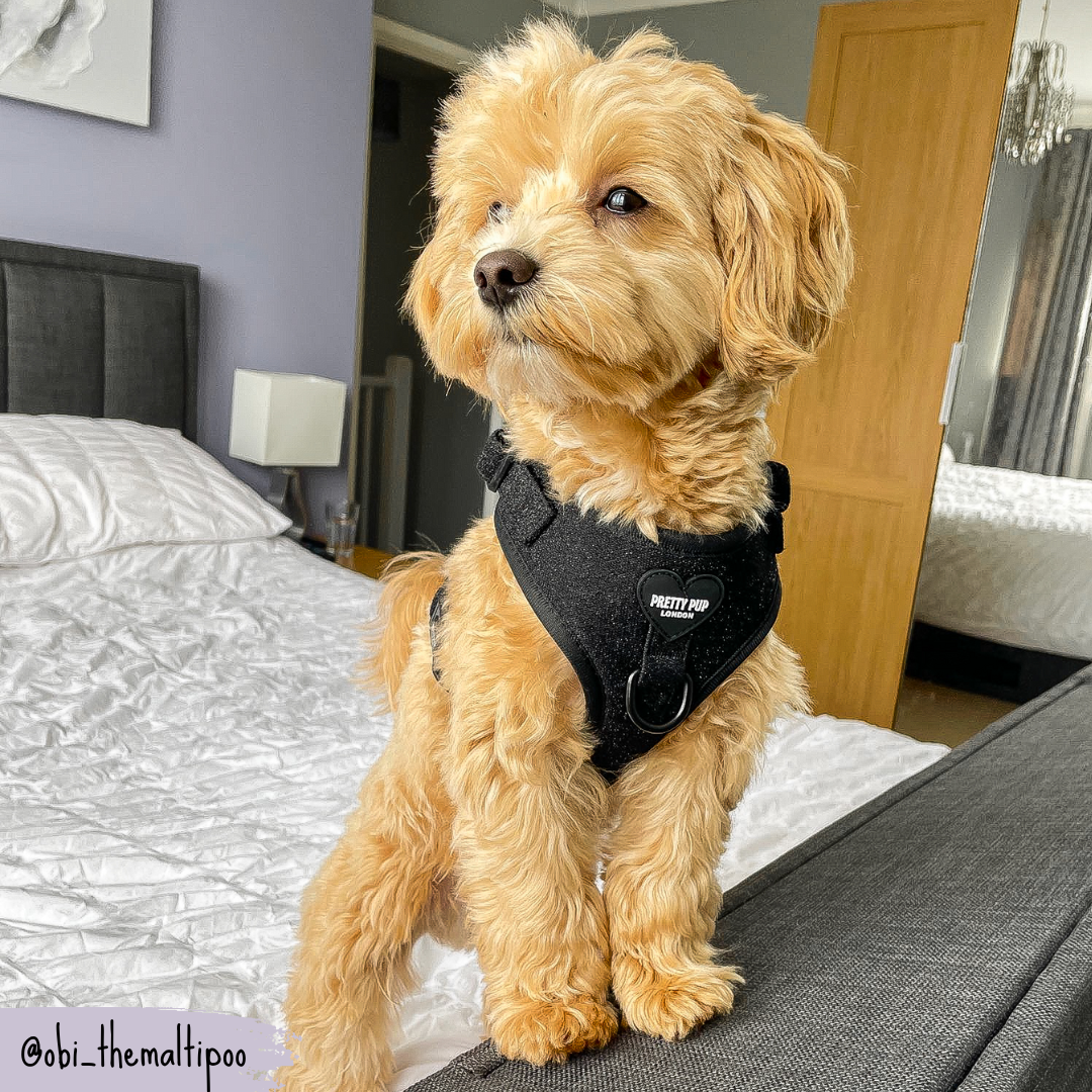 Best harness top for maltipoo
