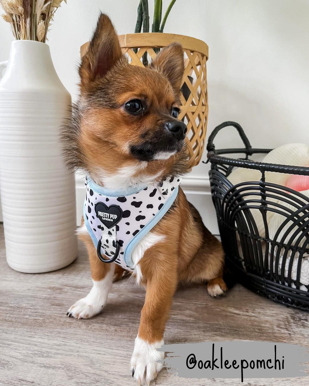 pomeranian dog wearing a blue dalmatian print adjustable dog harness