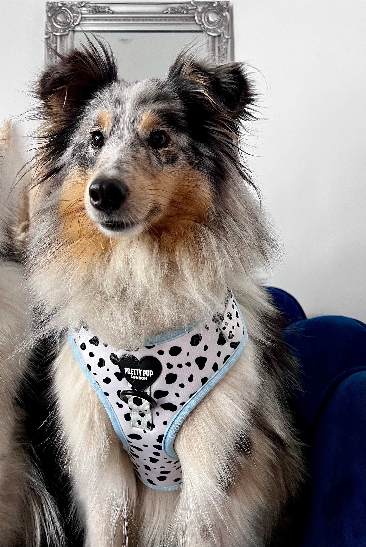 sheltie dog wearing a blue dalmatian print adjustable dog harness