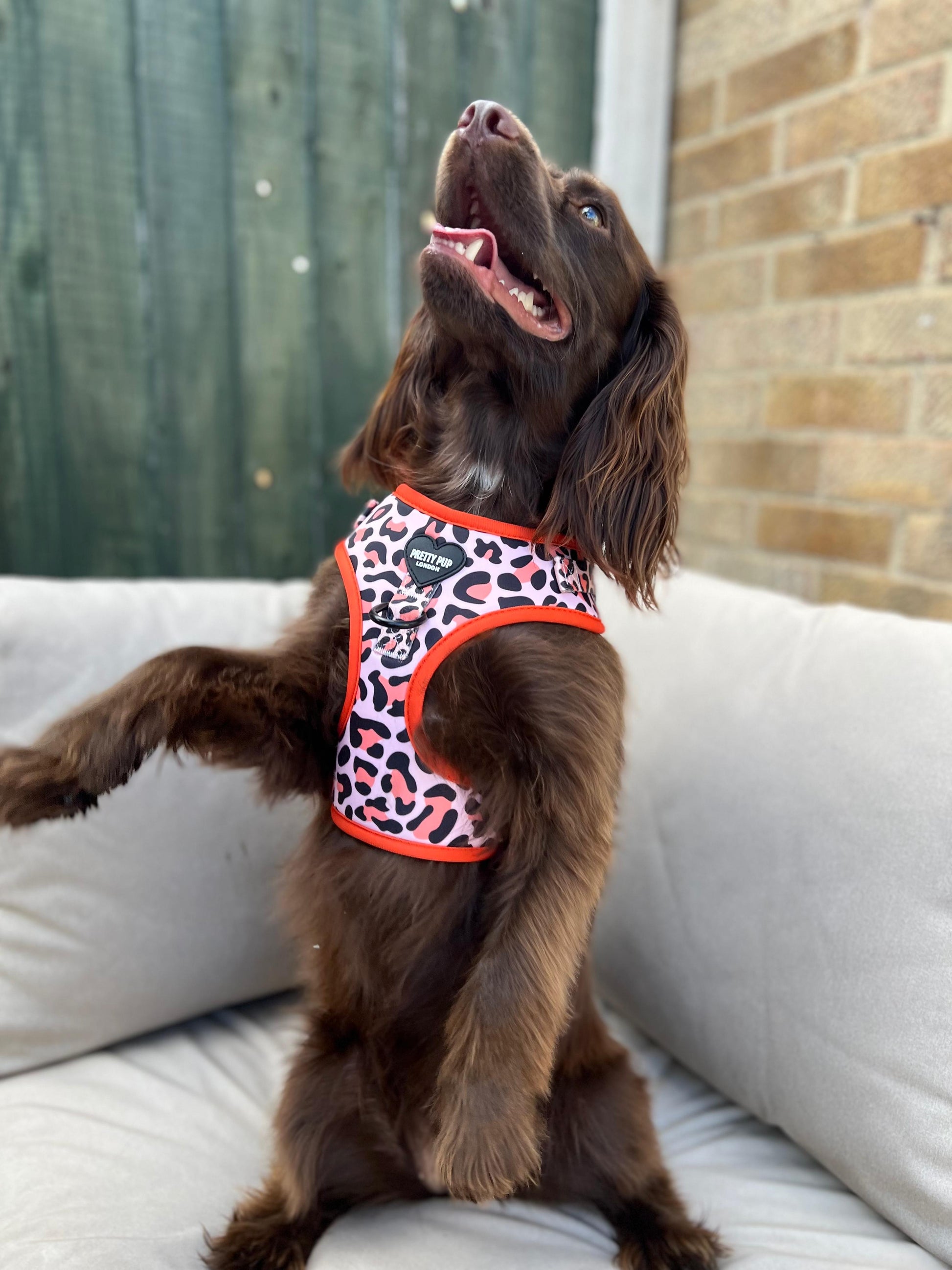 springer spaniel dog standing up whilst wearing orange adjustable dog harness
