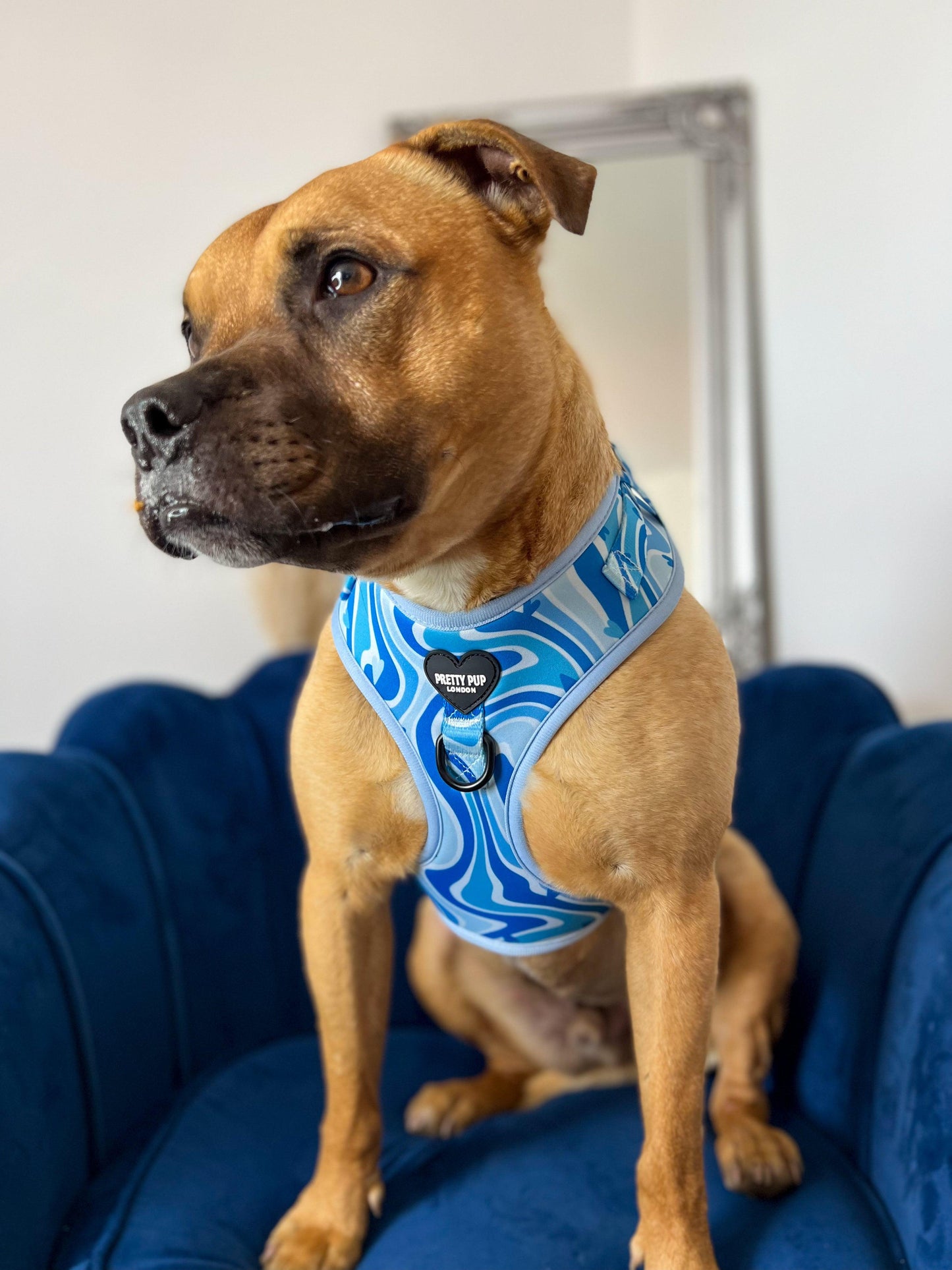 staffordshire bull terrier dog wearing a blue adjustable dog harness