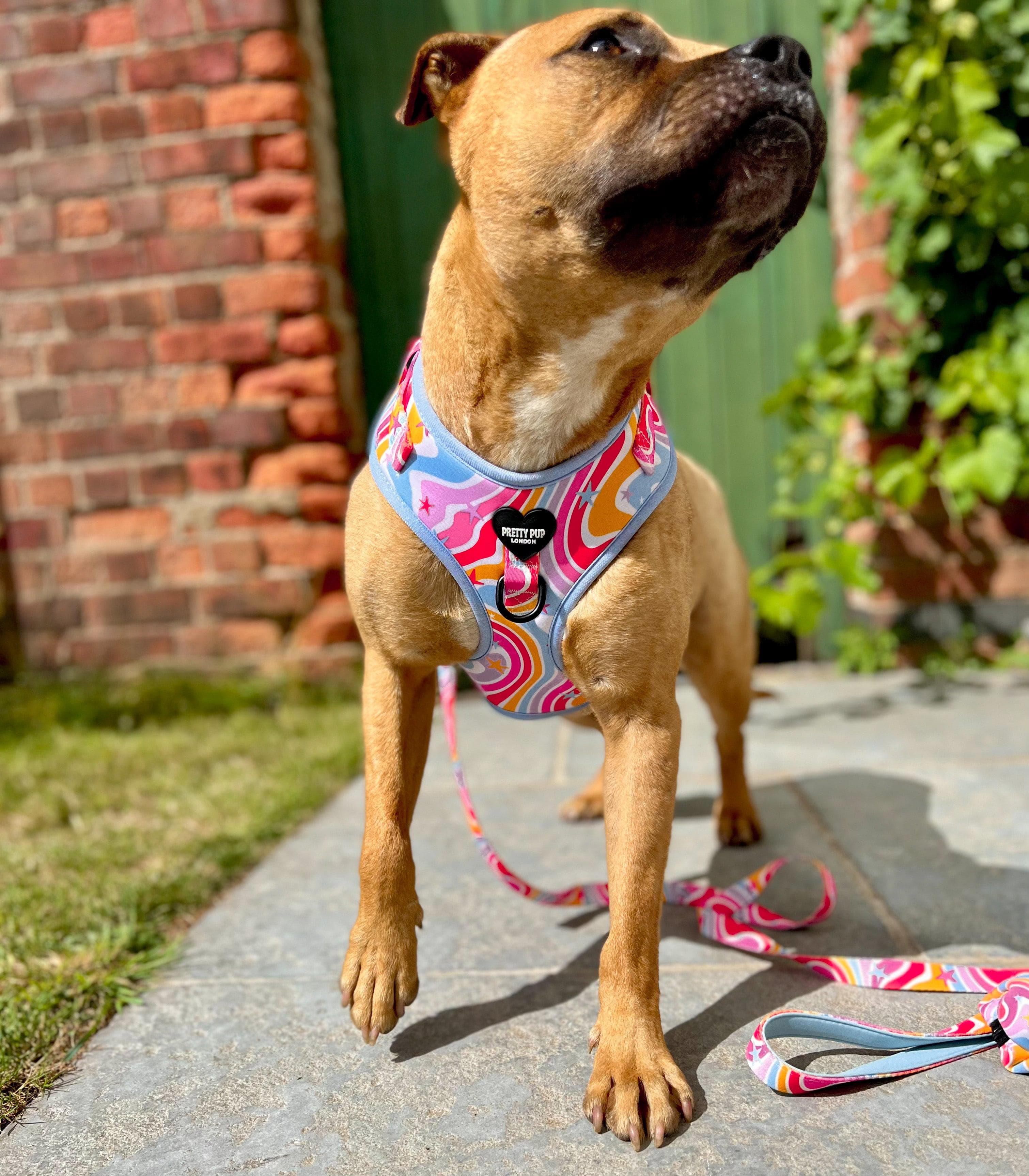 Rottweiler harness deals