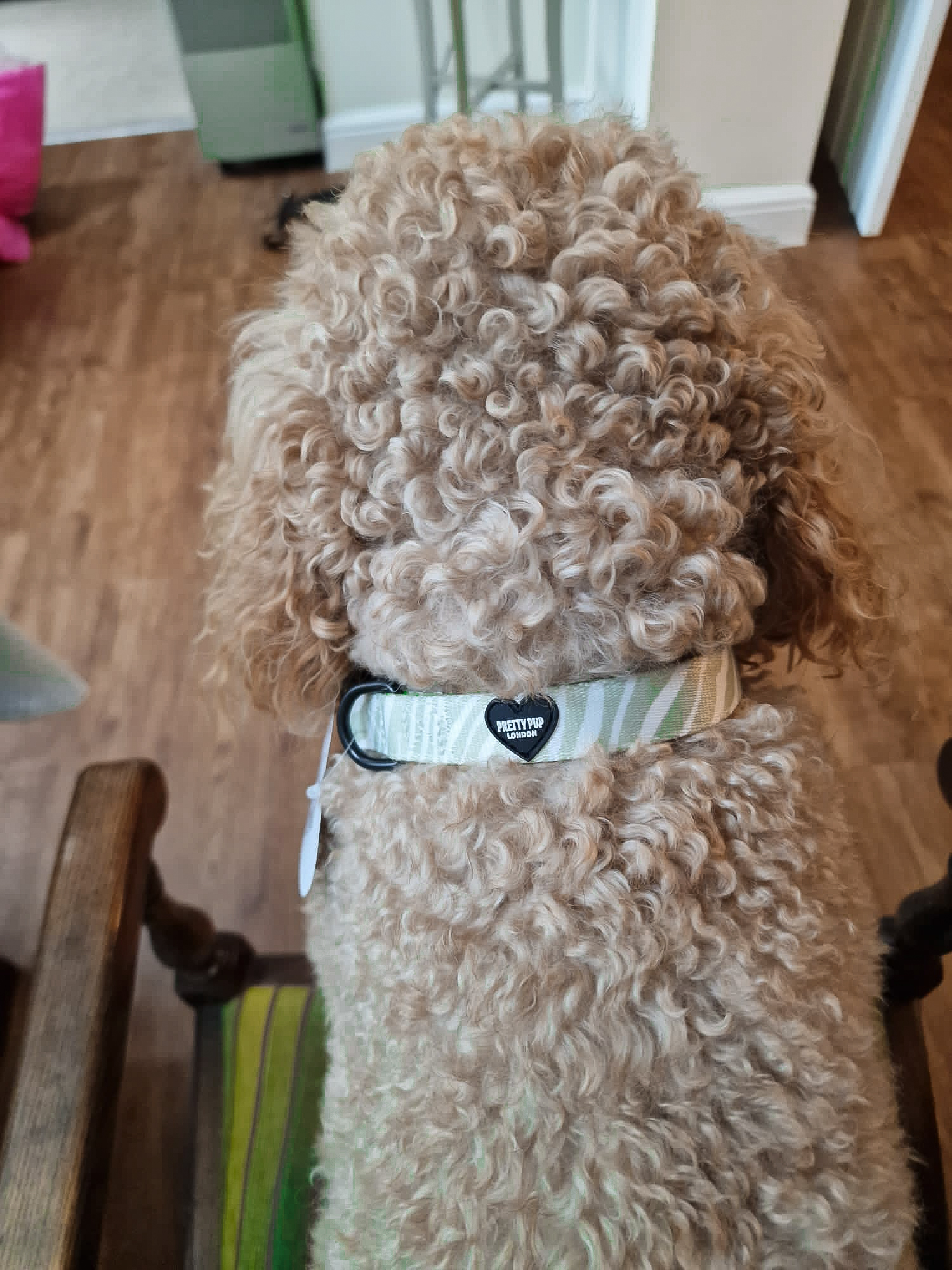 view of a zebra print dog collar being worn by a cockapoo from behind